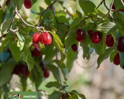 Cornus mas - beveerd