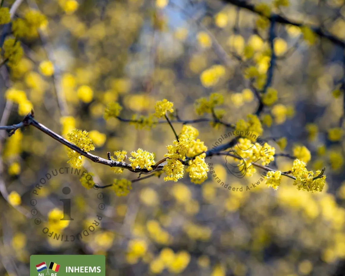 Cornus mas - beveerd