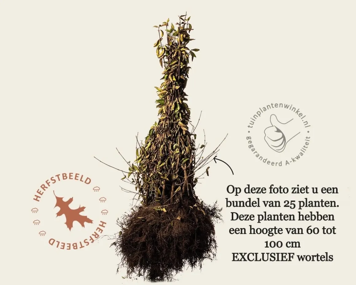 Cornus mas - blote wortel