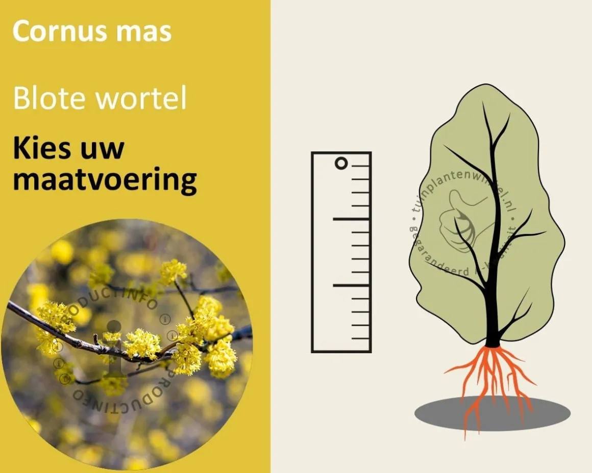 Cornus mas - blote wortel