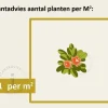 Cornus mas - XL