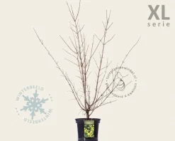 Cornus mas - XL
