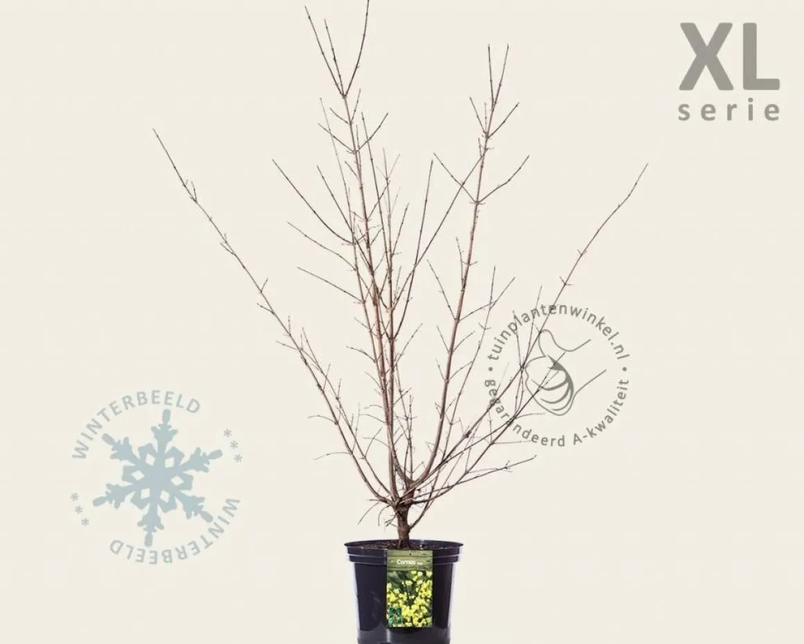 Cornus mas - XL