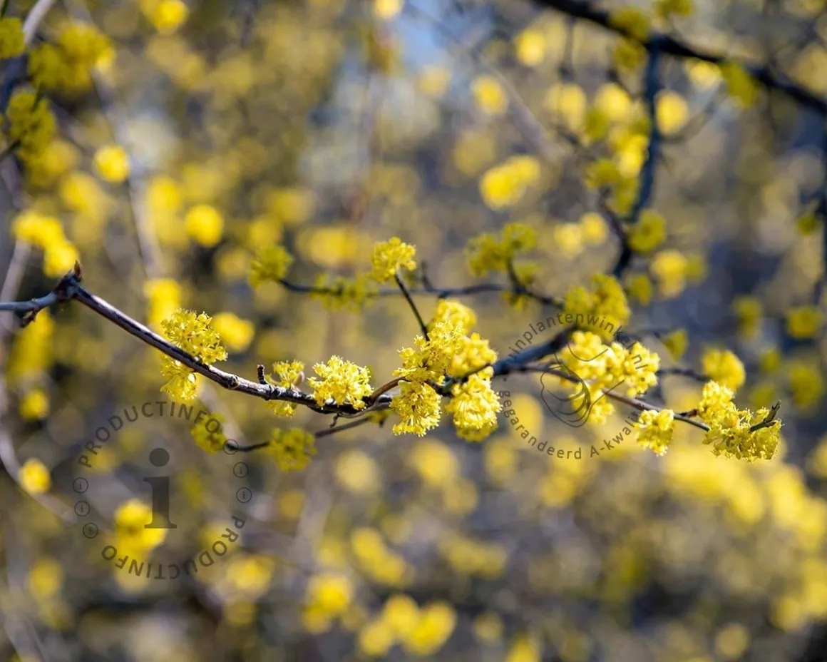 Cornus mas - XL