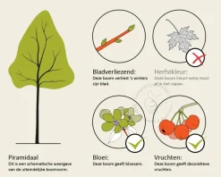 Cornus officinalis 'Robin's Pride' - beveerd
