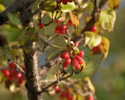 Cornus officinalis 'Robin's Pride' - beveerd