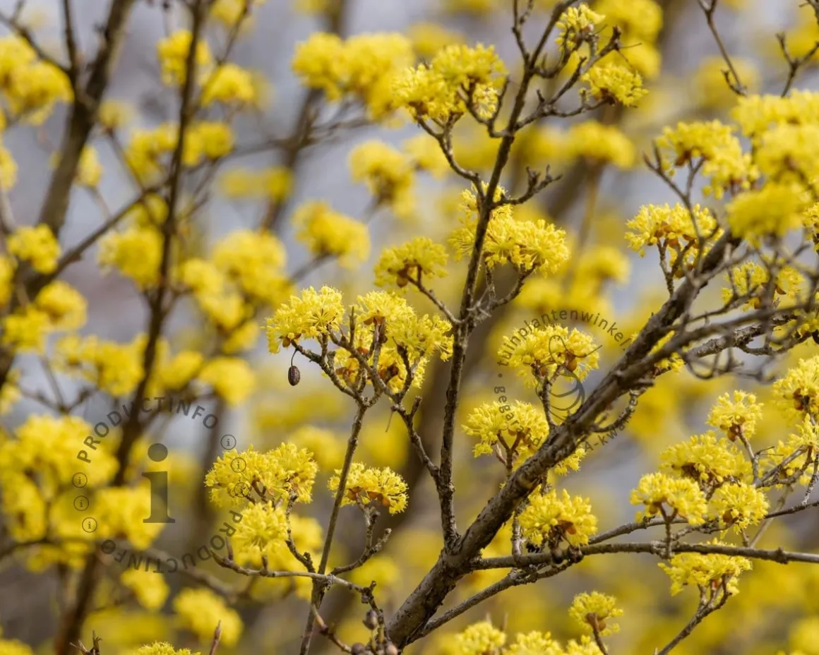Cornus officinalis 'Robin's Pride' - beveerd