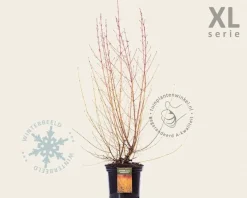 Cornus sanguinea 'Midwinter Fire' - XL