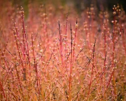 Cornus sanguinea 'Midwinter Fire' - XL