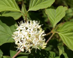 Cornus sericea 'Flaviramea' - XL