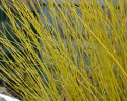 Cornus sericea 'Flaviramea' - XL