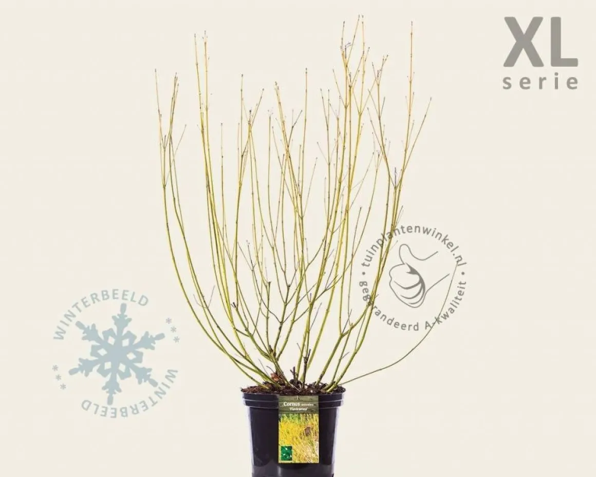 Cornus sericea 'Flaviramea' - XL
