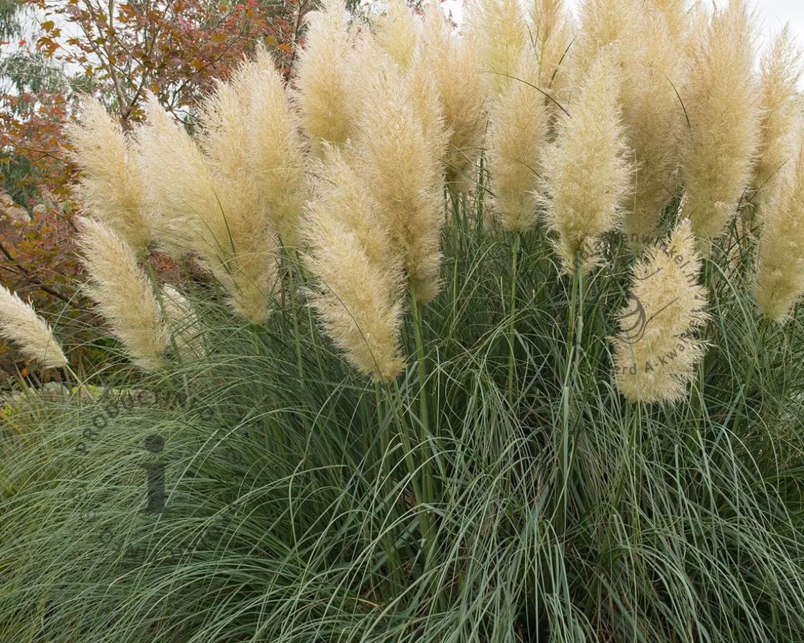 Cortaderia selloana