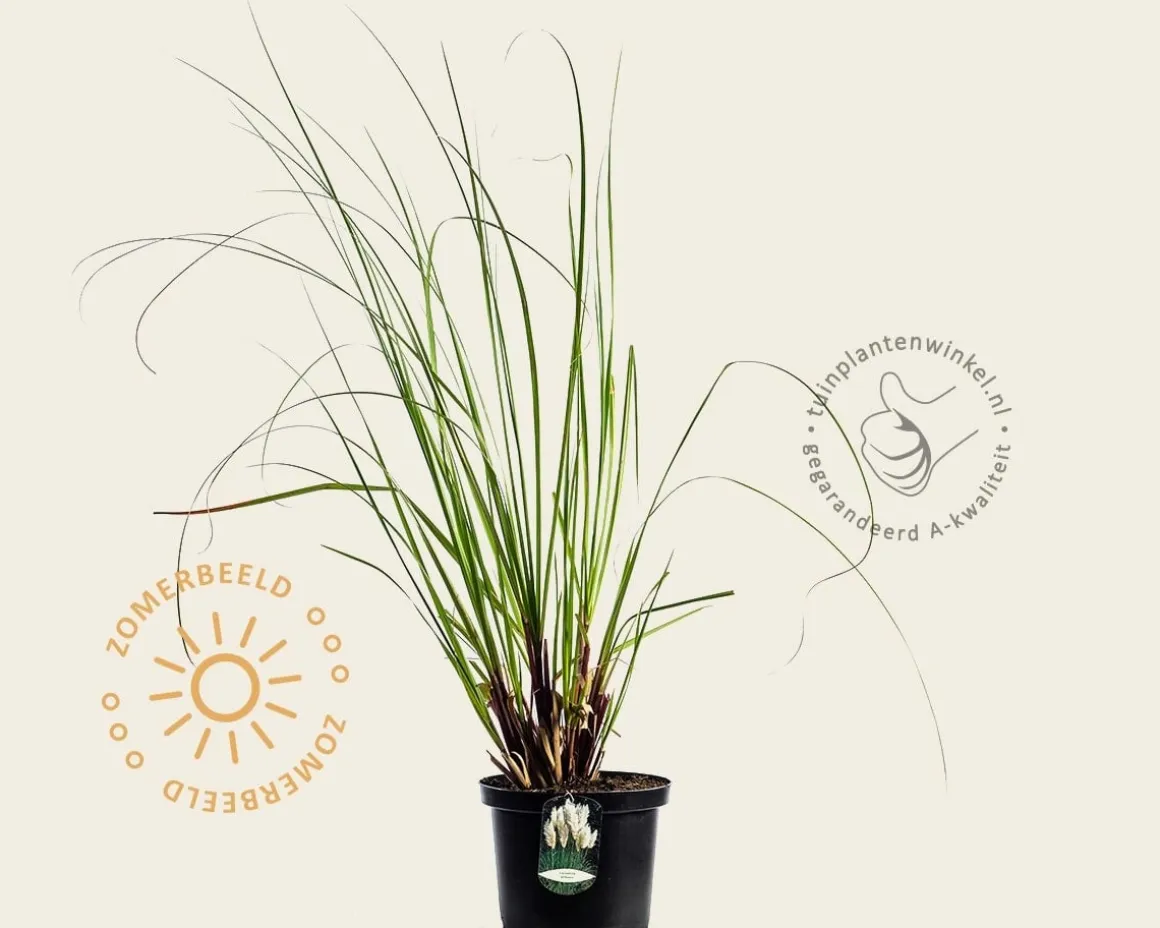 Cortaderia selloana