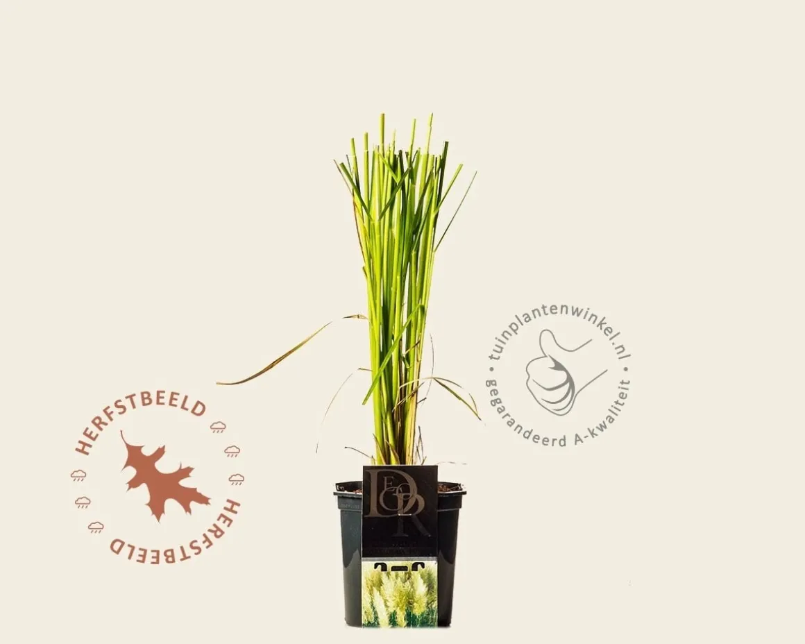 Cortaderia selloana