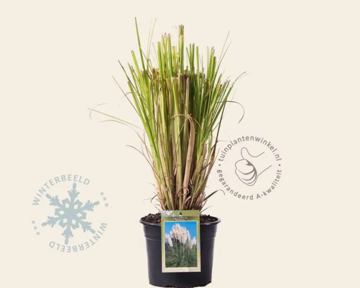 Cortaderia selloana