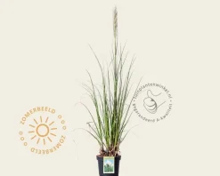 Cortaderia selloana