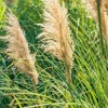 Cortaderia selloana 'Mini Silver Pampas'