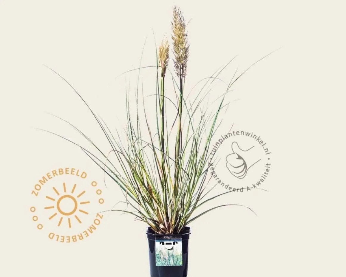 Cortaderia selloana 'Mini Silver Pampas'