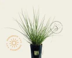 Cortaderia selloana 'Pumila'
