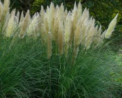 Cortaderia selloana 'Pumila'
