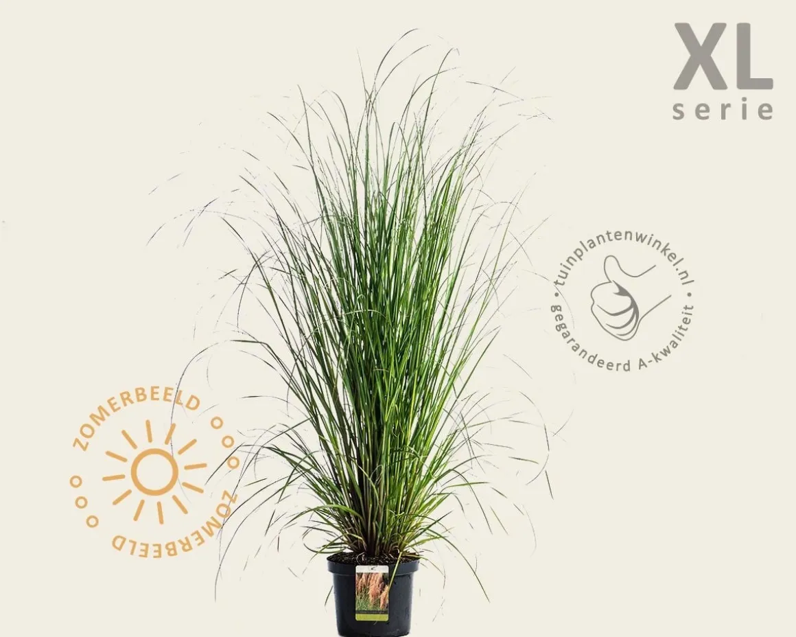 Cortaderia selloana 'Rosea'