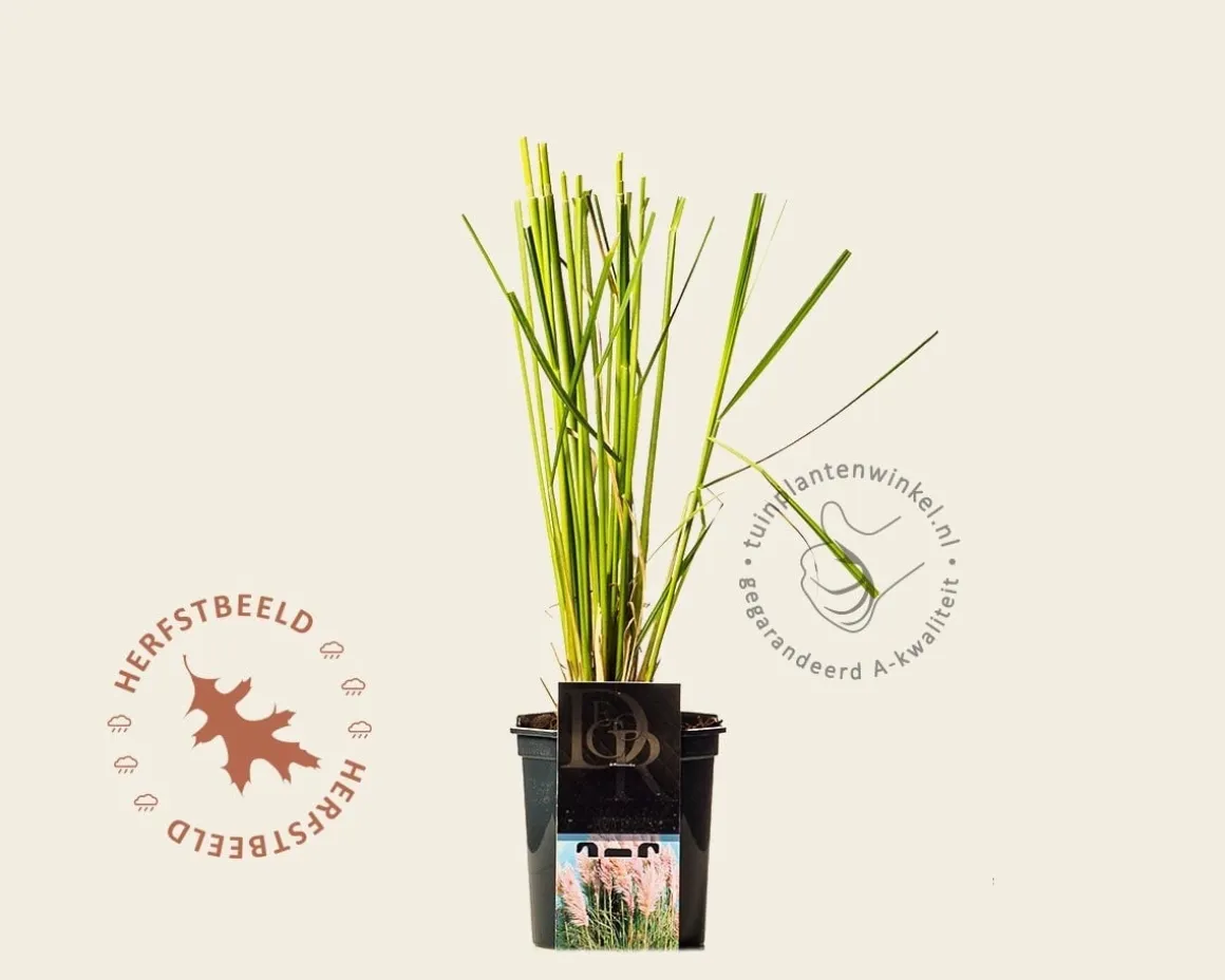 Cortaderia selloana 'Rosea'