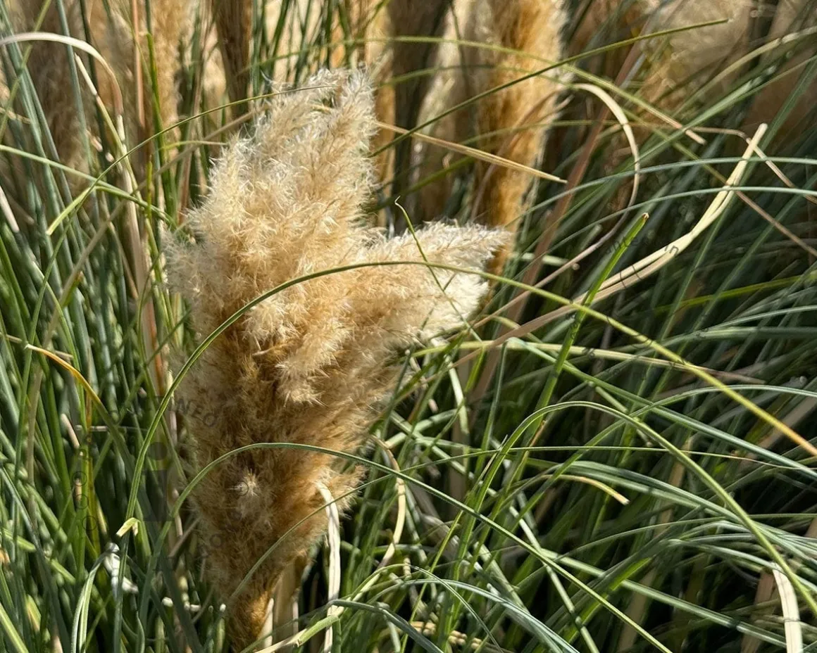 Cortaderia selloana 'Tiny Pampa'