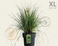 Cortaderia selloana 'Tiny Pampa'