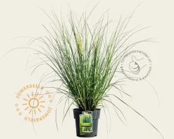 Cortaderia selloana 'Tiny Pampa'