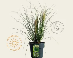 Cortaderia selloana 'Tiny Pampa'