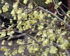 Corylopsis pauciflora