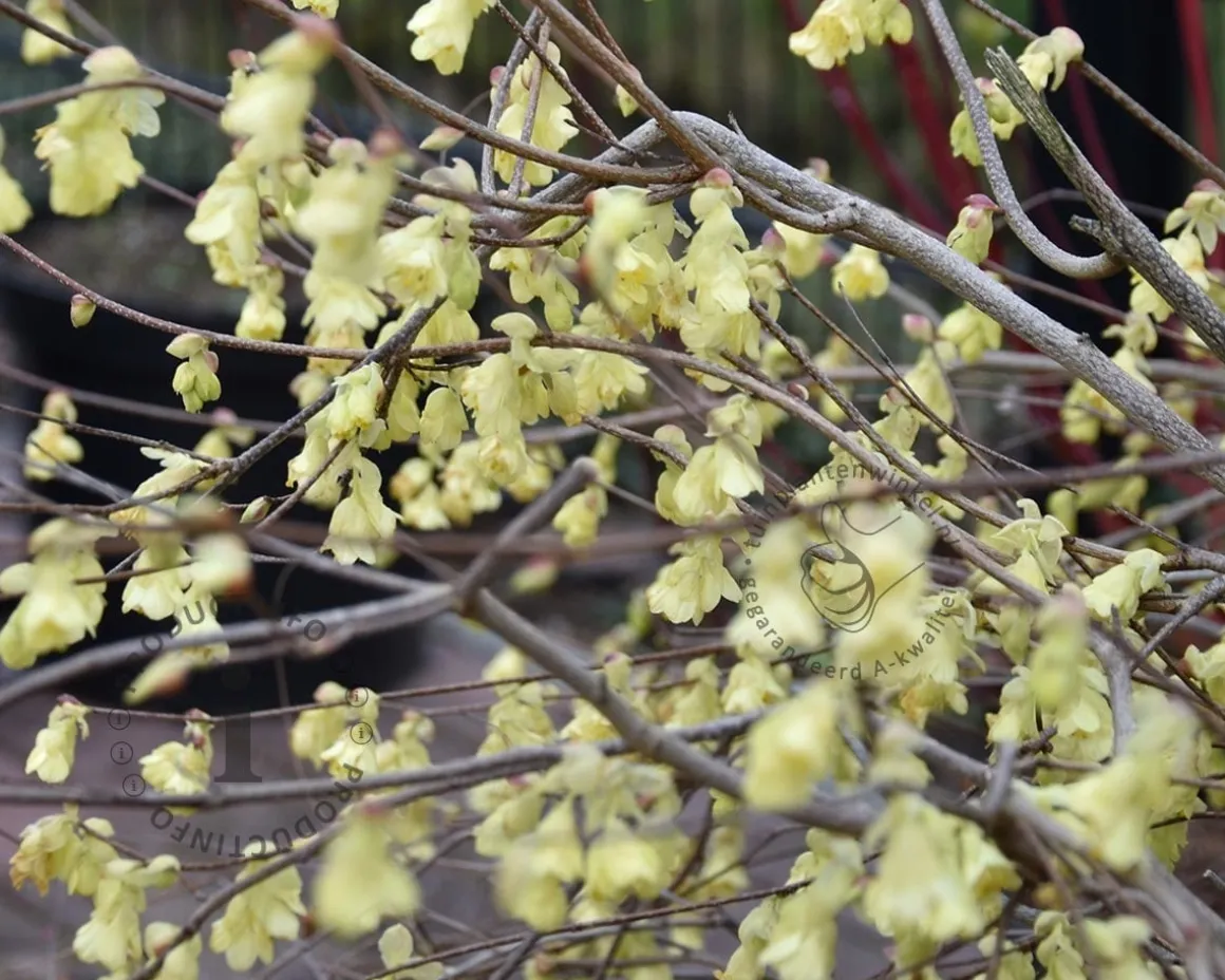 Corylopsis pauciflora