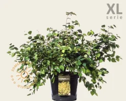 Corylopsis pauciflora - XL