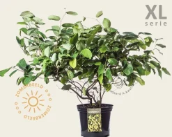Corylopsis spicata - XL