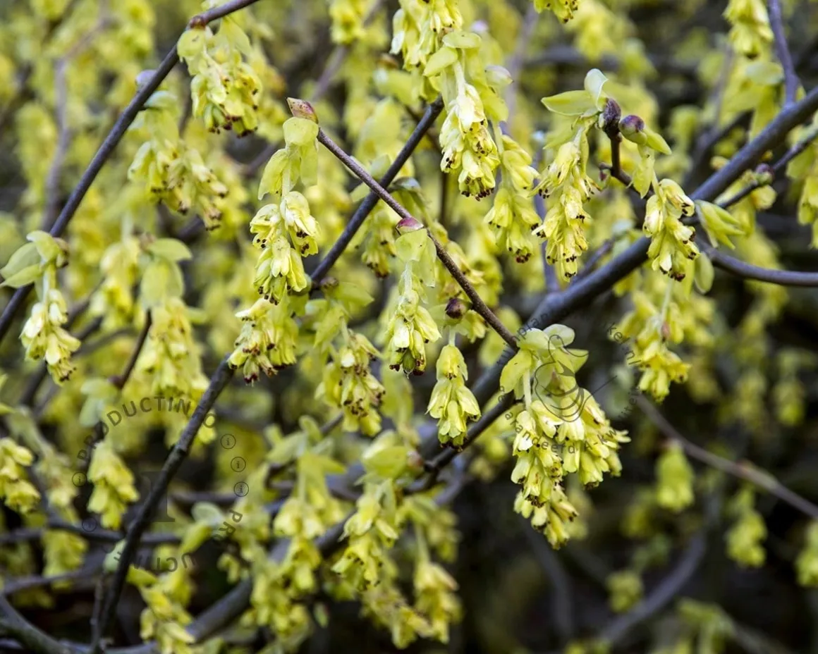 Corylopsis spicata - XL