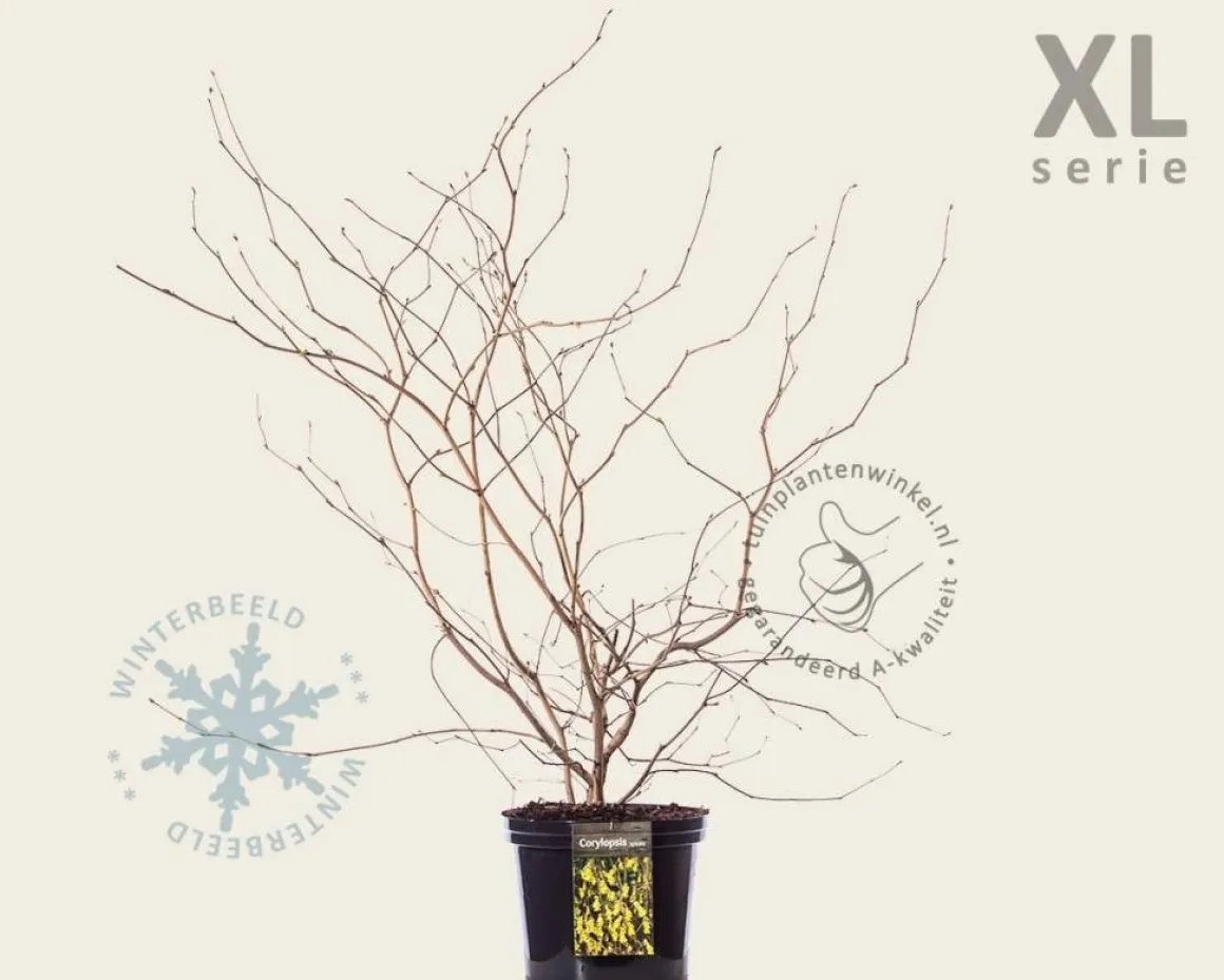 Corylopsis spicata - XL