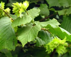Corylus avellana 'Aurea' - XL