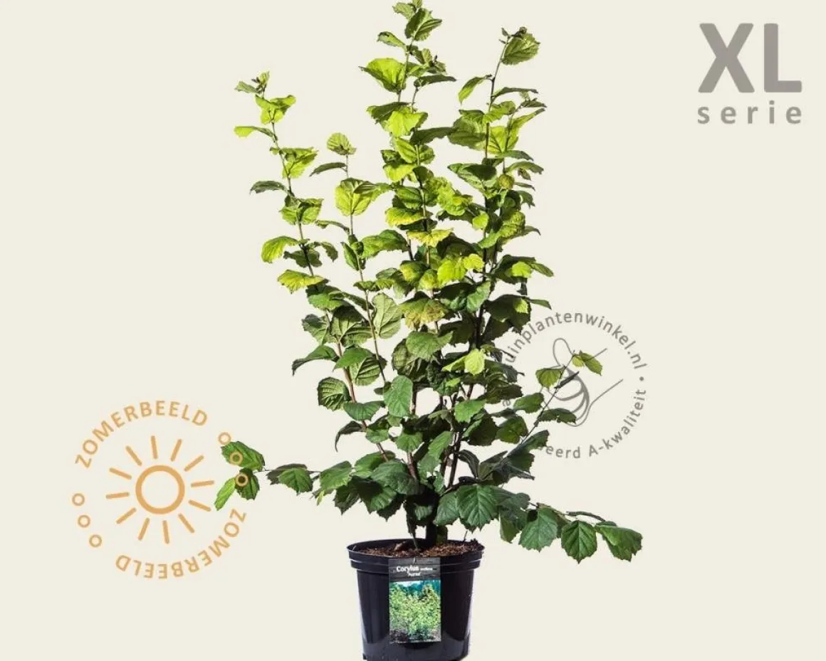 Corylus avellana 'Aurea' - XL