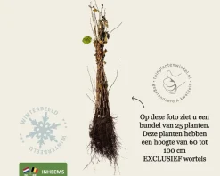 Corylus avellana - blote wortel