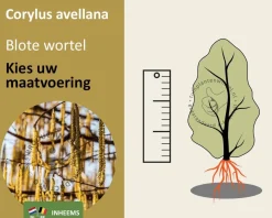 Corylus avellana - blote wortel