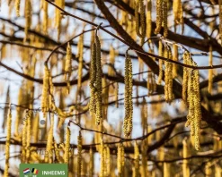 Corylus avellana - blote wortel