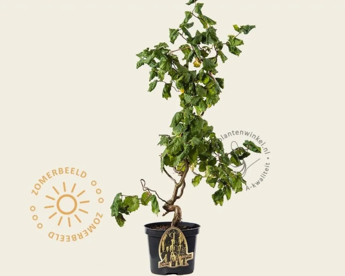 Corylus avellana 'Contorta'