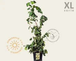 Corylus avellana 'Contorta' - XL