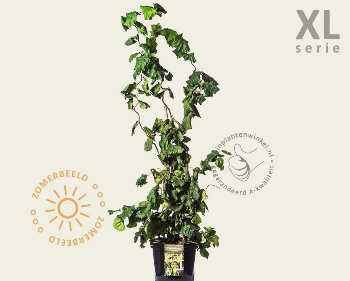 Corylus avellana 'Contorta' - XL