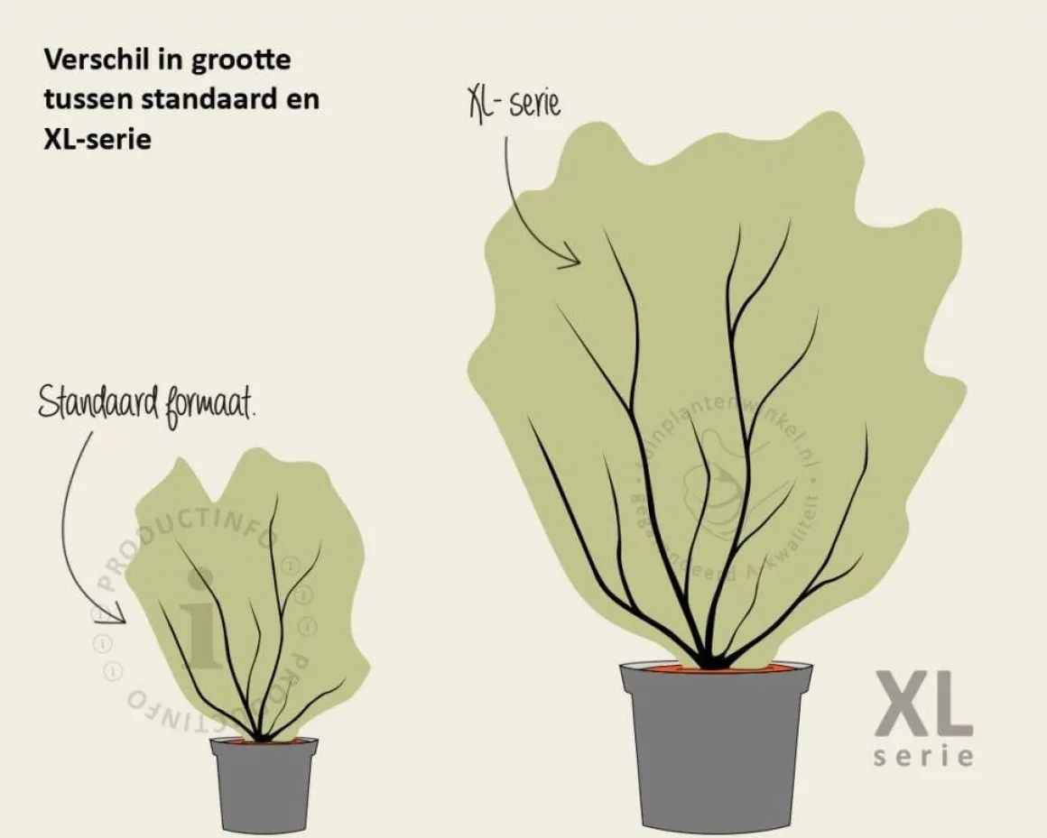 Corylus avellana 'Contorta' - XL