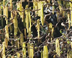 Corylus avellana 'Contorta' - XL