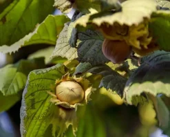 Corylus avellana 'Halle'sche Riesen'