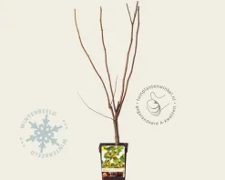 Corylus avellana 'Halle'sche Riesen'