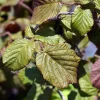 Corylus avellana 'Red Majestic'